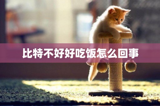 比特不好好吃飯怎么回事