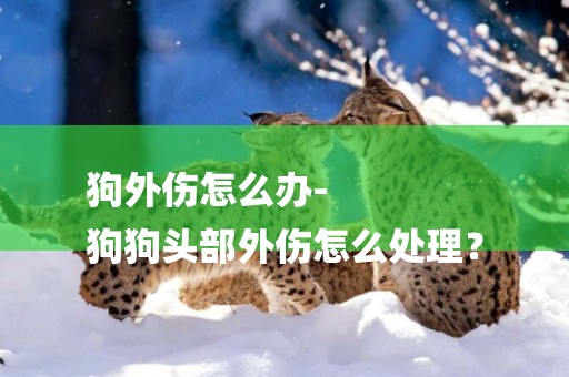 狗外傷怎么辦-
狗狗頭部外傷怎么處理？