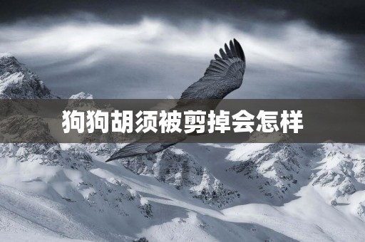 狗狗胡須被剪掉會怎樣