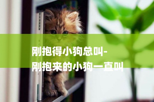 剛抱得小狗總叫-
剛抱來的小狗一直叫