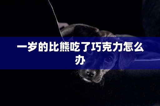 一歲的比熊吃了巧克力怎么辦