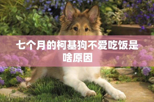 七個月的柯基狗不愛吃飯是啥原因