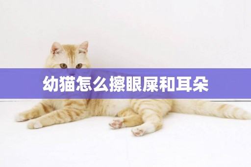 幼貓怎么擦眼屎和耳朵