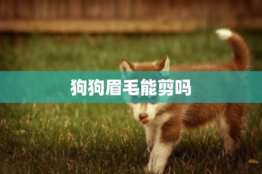 狗狗眉毛能剪嗎