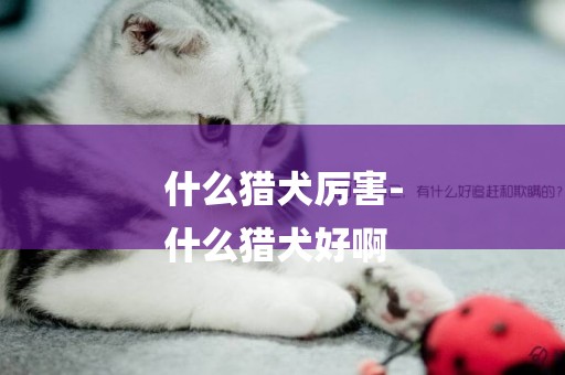 什么獵犬厲害-
什么獵犬好啊