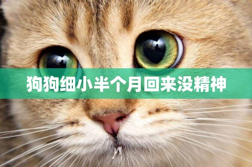 狗狗細小半個月回來沒精神