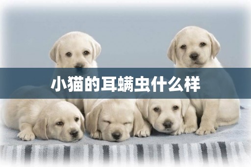 小貓的耳螨蟲什么樣