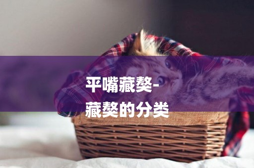平嘴藏獒-
藏獒的分類