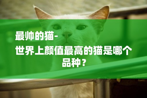 最帥的貓-
世界上顏值最高的貓是哪個品種？