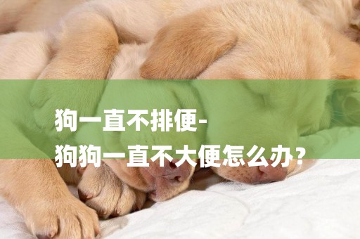 狗一直不排便-
狗狗一直不大便怎么辦？