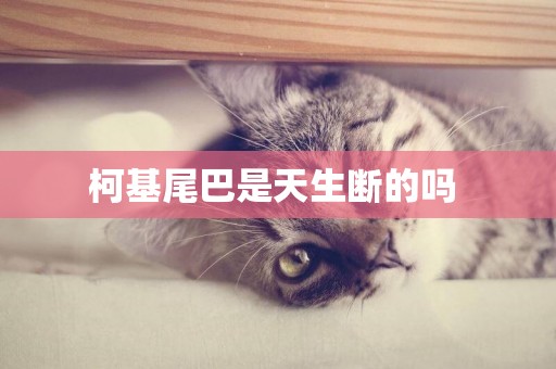 柯基尾巴是天生斷的嗎 