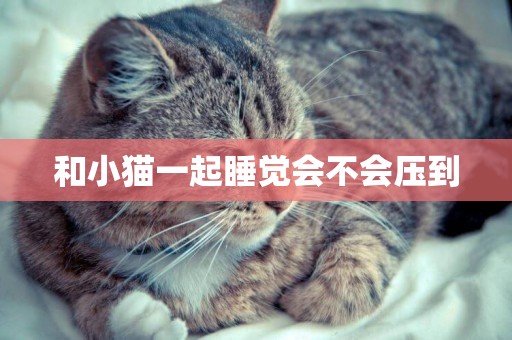 和小貓一起睡覺會不會壓到