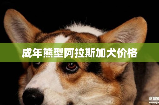 成年熊型阿拉斯加犬價格