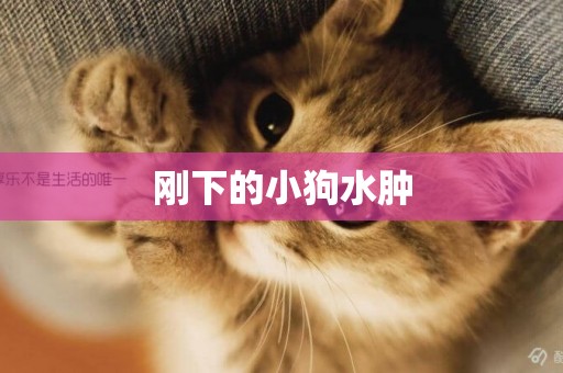 剛下的小狗水腫