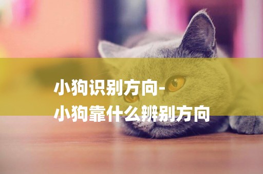 小狗識別方向-
小狗靠什么辨別方向