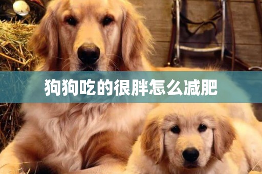 狗狗吃的很胖怎么減肥