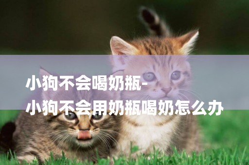 小狗不會喝奶瓶-
小狗不會用奶瓶喝奶怎么辦