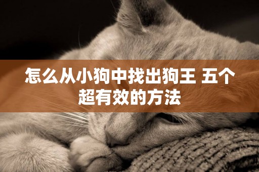 怎么從小狗中找出狗王 五個超有效的方法