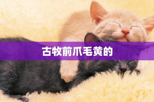 古牧前爪毛黃的