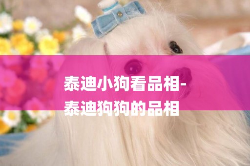 泰迪小狗看品相-
泰迪狗狗的品相