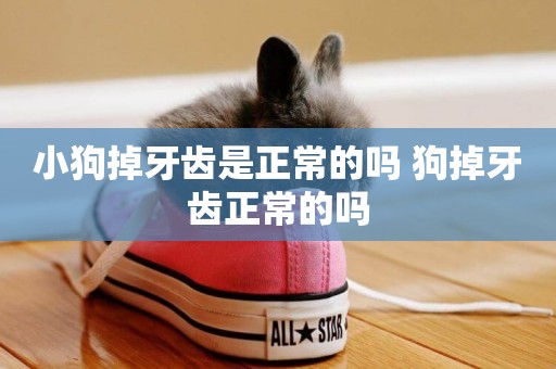 小狗掉牙齒是正常的嗎 狗掉牙齒正常的嗎