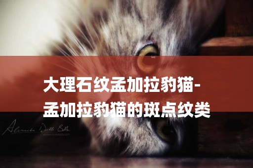 大理石紋孟加拉豹貓-
孟加拉豹貓的斑點紋類