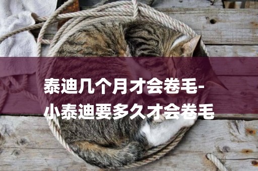 泰迪幾個月才會卷毛-
小泰迪要多久才會卷毛