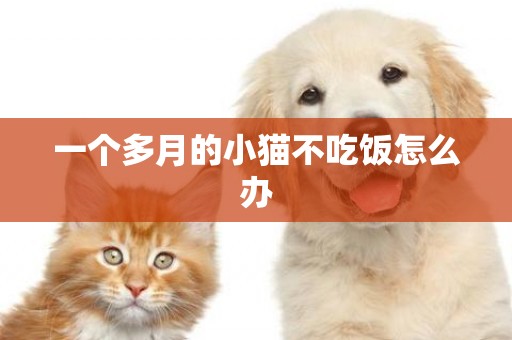 一個多月的小貓不吃飯怎么辦