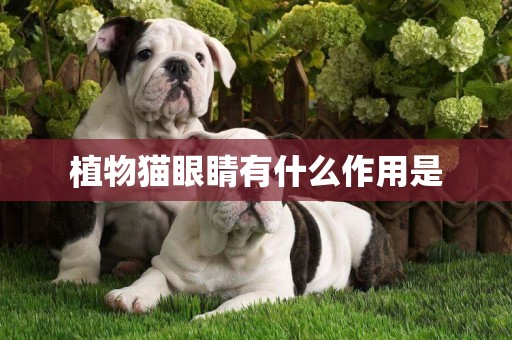 植物貓眼睛有什么作用是