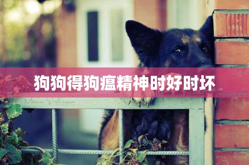狗狗得狗瘟精神時好時壞