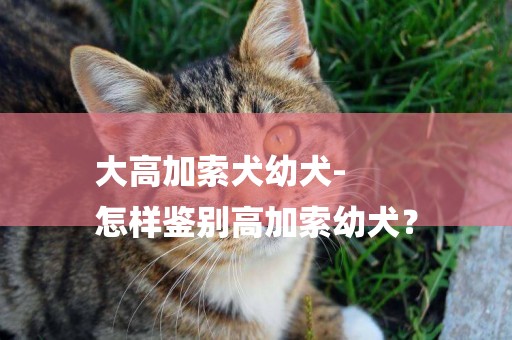 大高加索犬幼犬-
怎樣鑒別高加索幼犬？
