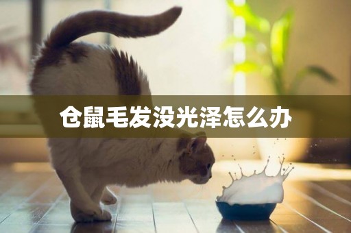 倉鼠毛發沒光澤怎么辦