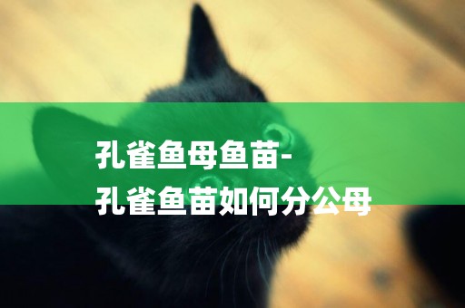 孔雀魚母魚苗-
孔雀魚苗如何分公母