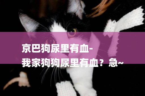 京巴狗尿里有血-
我家狗狗尿里有血？急~
