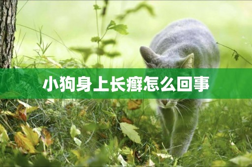 小狗身上長癬怎么回事