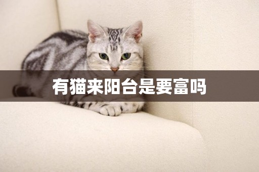 有貓來陽臺是要富嗎