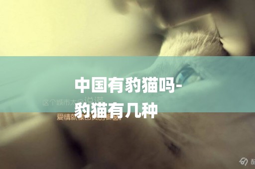 中國有豹貓嗎-
豹貓有幾種