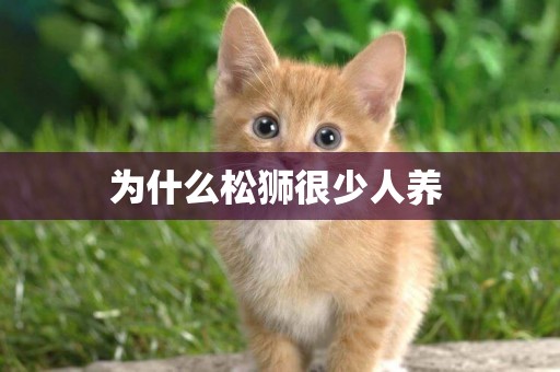 為什么松獅很少人養 