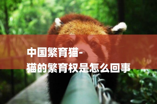中國繁育貓-
貓的繁育權是怎么回事