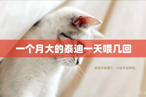 一個月大的泰迪一天喂幾回