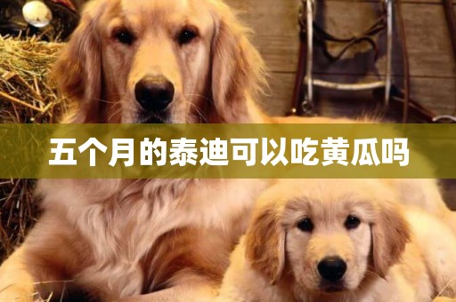 五個月的泰迪可以吃黃瓜嗎
