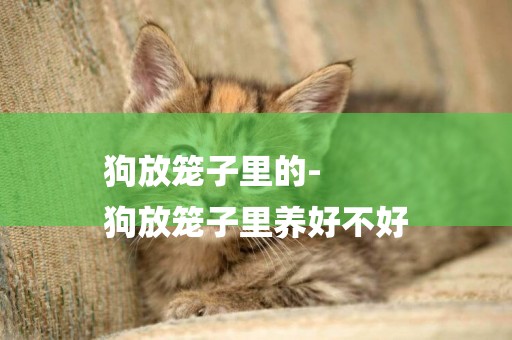 狗放籠子里的-
狗放籠子里養好不好