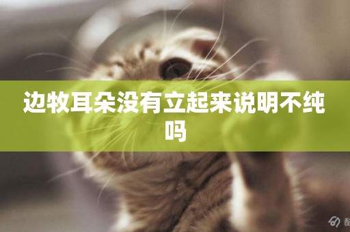 邊牧耳朵沒有立起來說明不純嗎