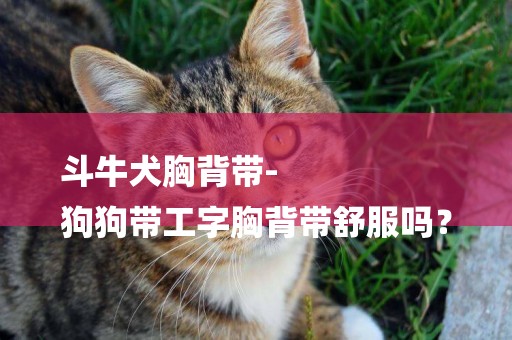斗牛犬胸背帶-
狗狗帶工字胸背帶舒服嗎？