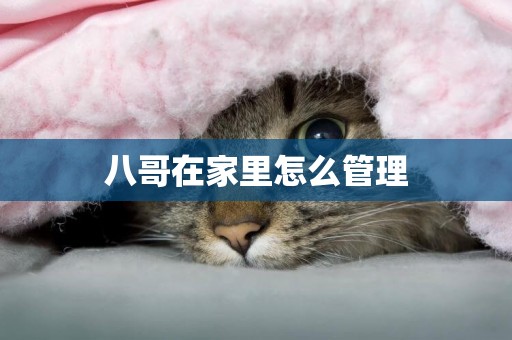 八哥在家里怎么管理