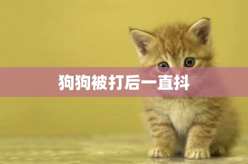狗狗被打后一直抖