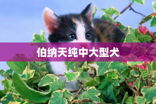 伯納天純中大型犬