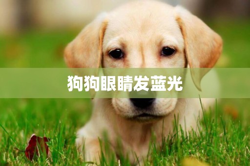 狗狗眼睛發藍光
