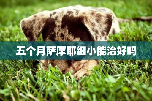 五個月薩摩耶細小能治好嗎