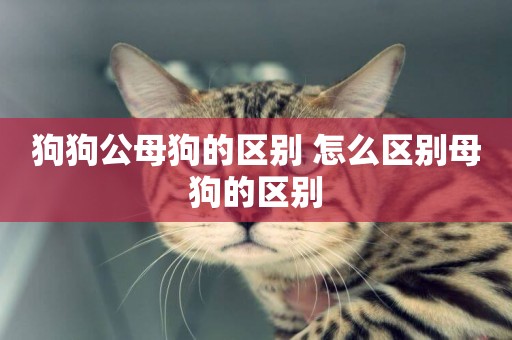 狗狗公母狗的區別 怎么區別母狗的區別
